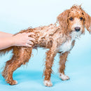 Pawfector™ Softening Solid DOG Conditioner