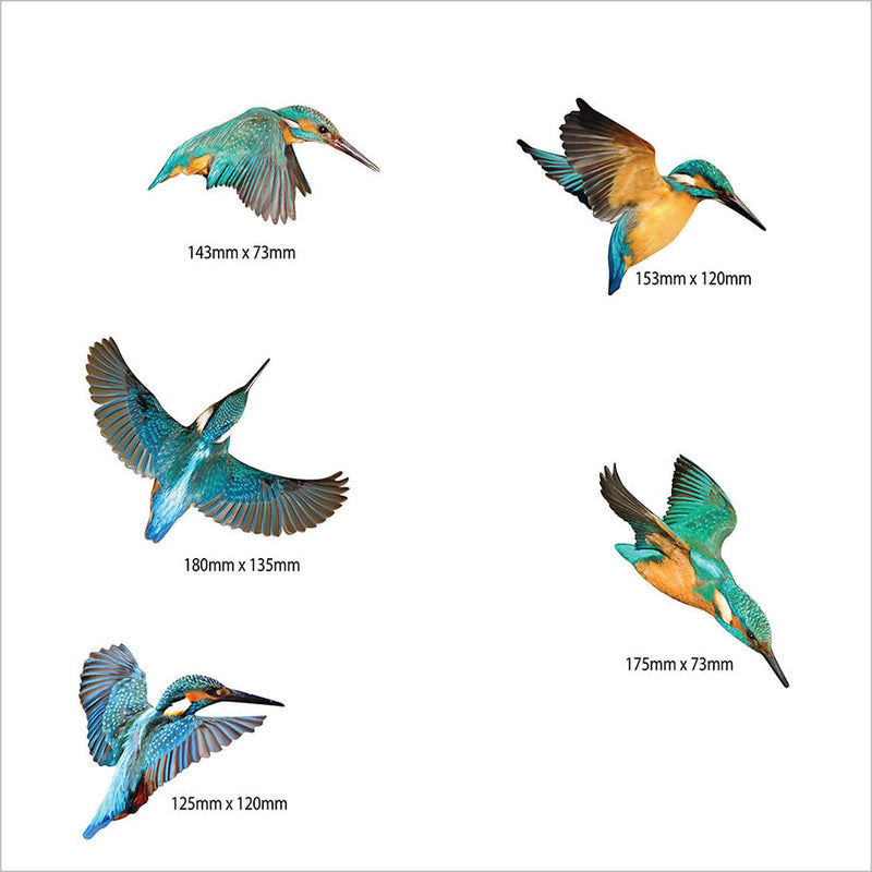 Wall Art Set of 5 Kingfishers